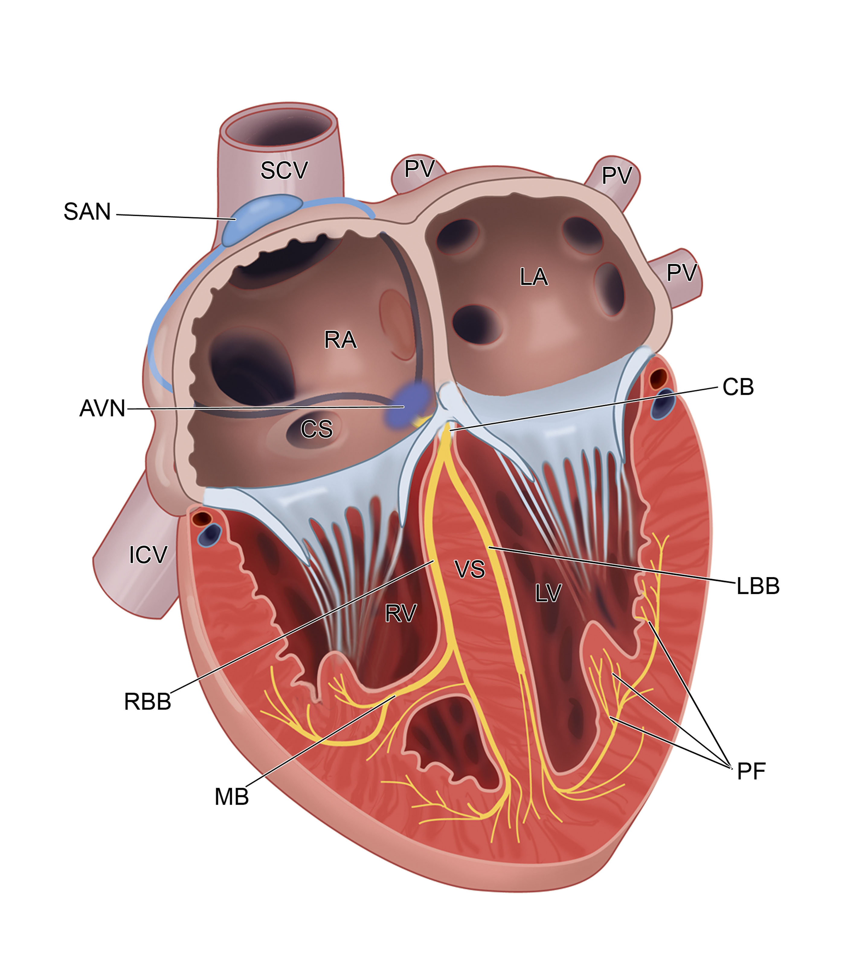 Leiden - Drawing The Cardiac Conduction System - English Labels ...